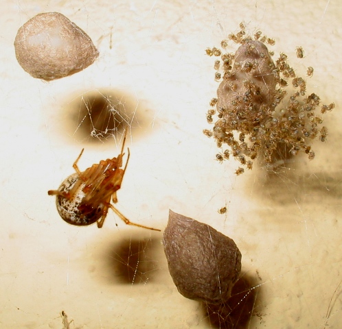 Achaearanea tepidariorum?